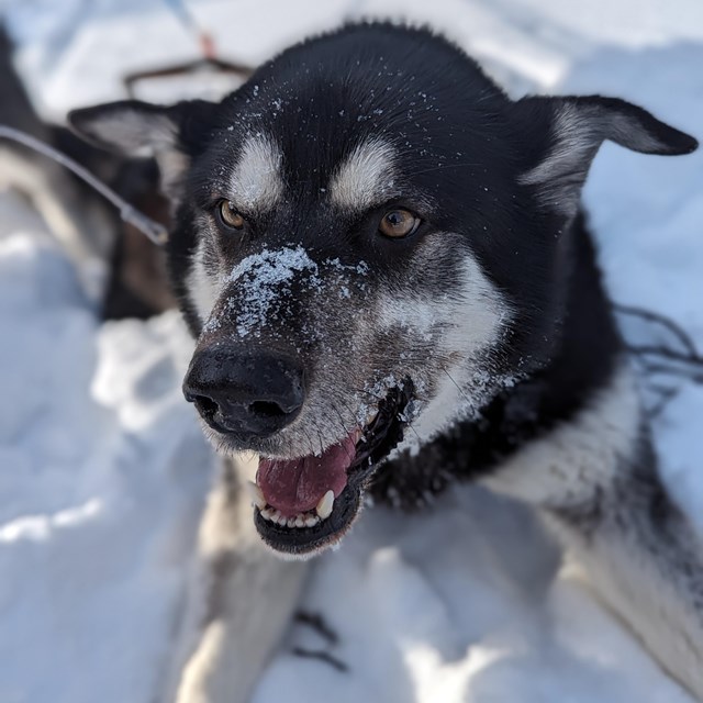 Black dog lays in the snow