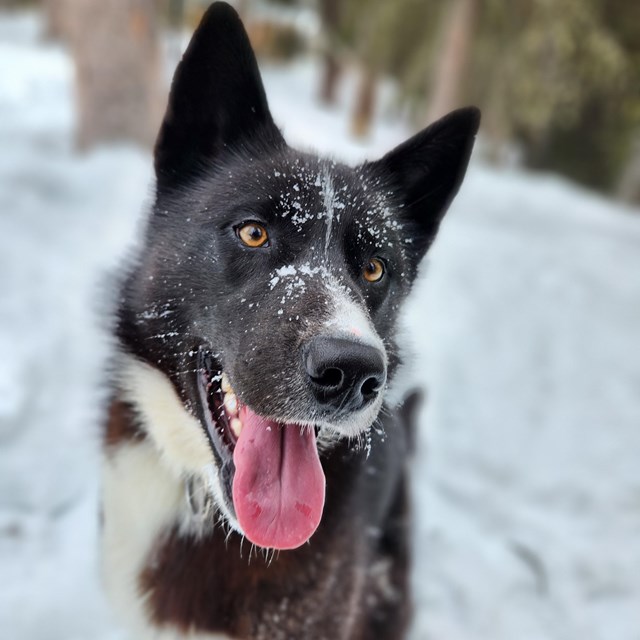 Black dog smiles for camera with his head tilted