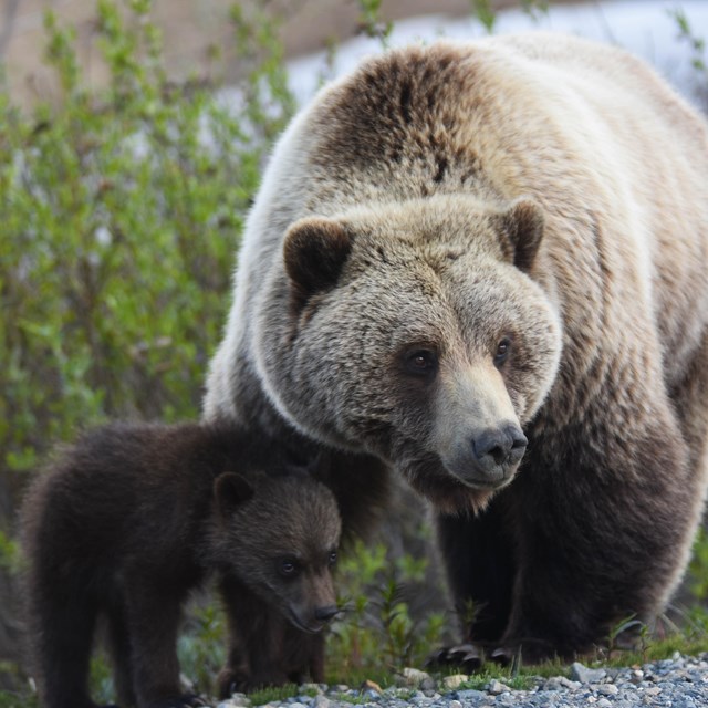 a grizzly bear and her cub