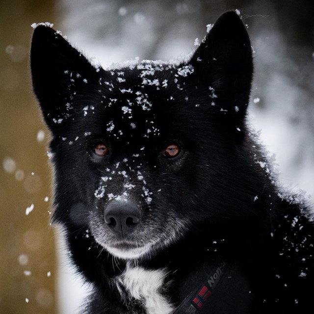 A black dog with a bit of white on chin and chest looks at the camera, surrounded by falling snow.
