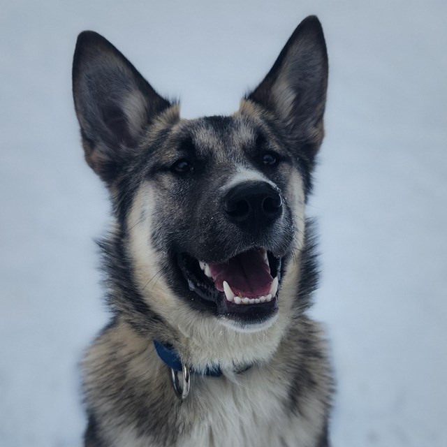 headshot of a tan husky