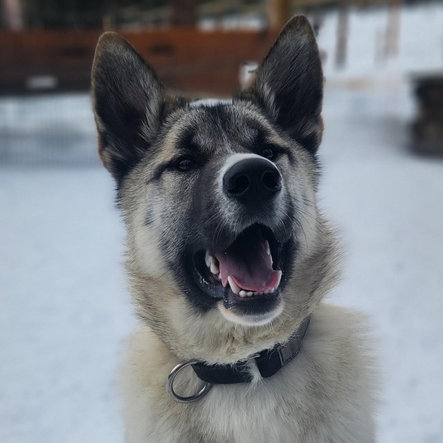 photo of a tan husky