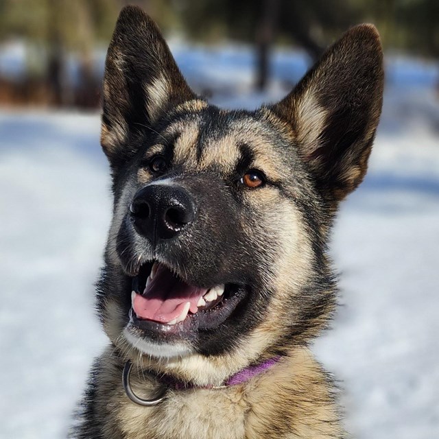 A brown husky smiles for the camera