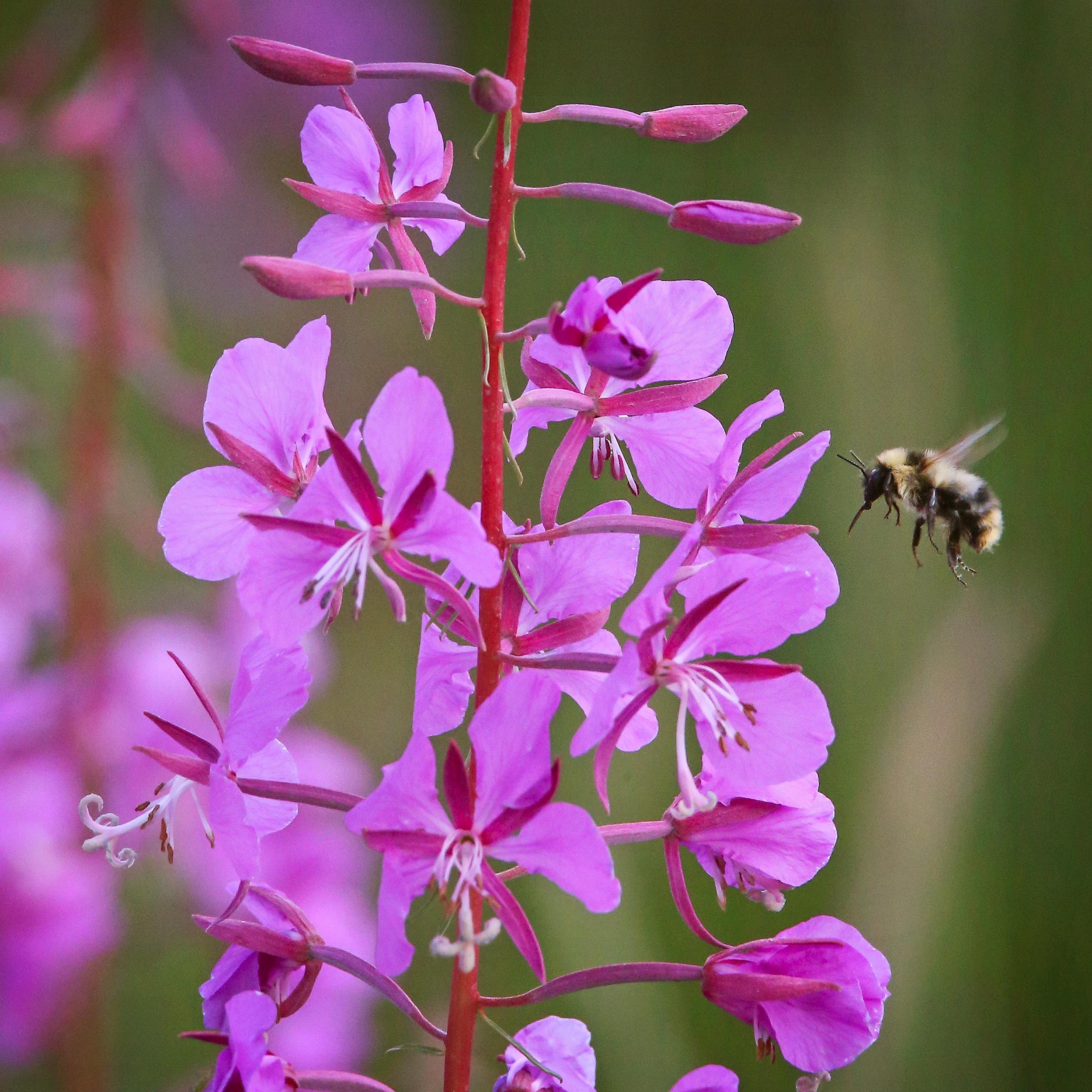 a bee hovers next to pink fireweed flowers