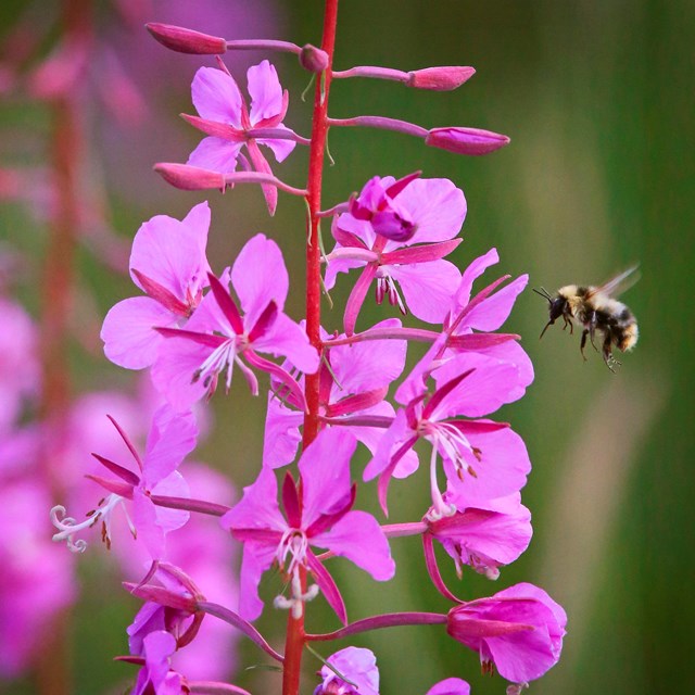 a bee hovers next to pink fireweed flowers