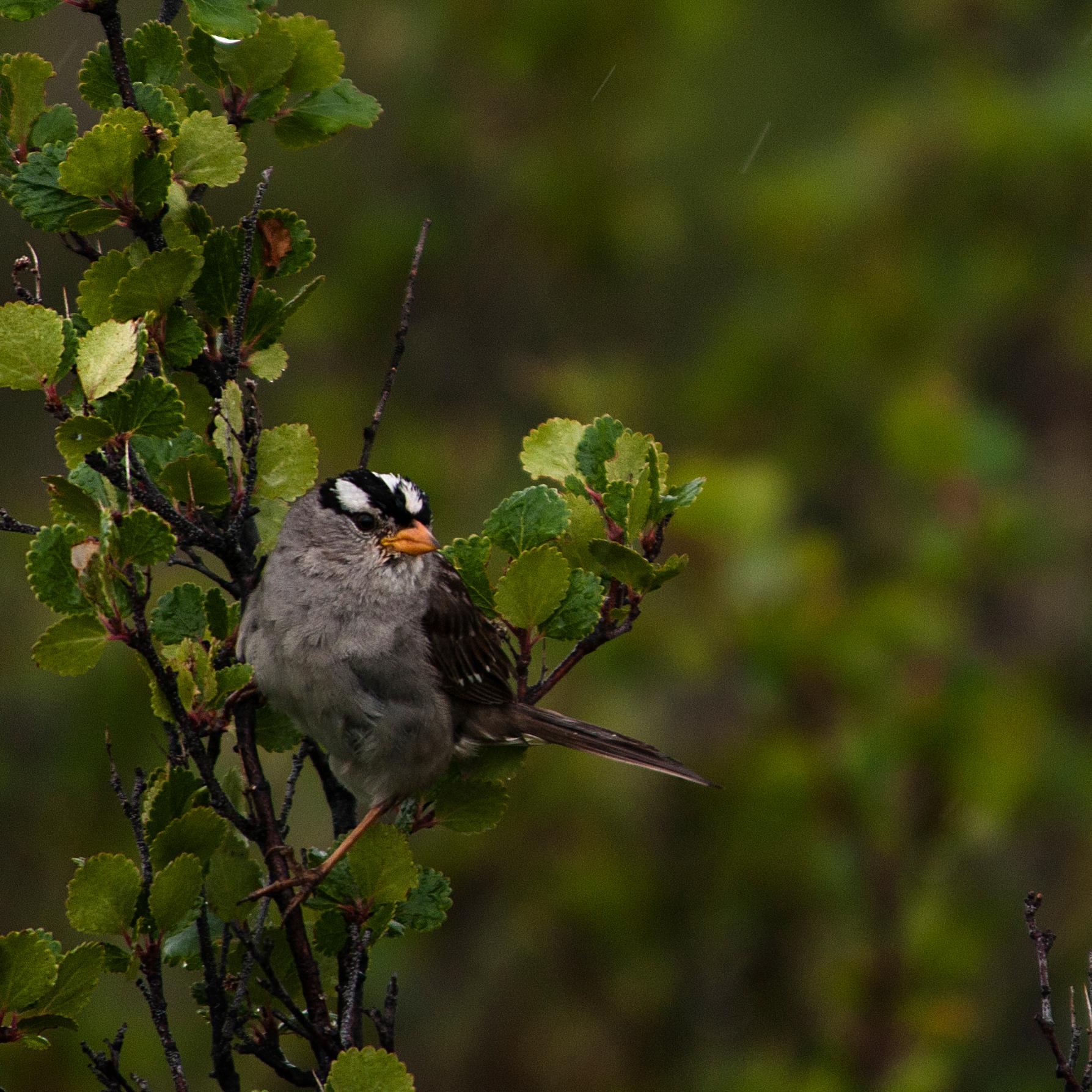 A white-crowned sparrow perches on the small branches of a dwarf birch bush in the rain.