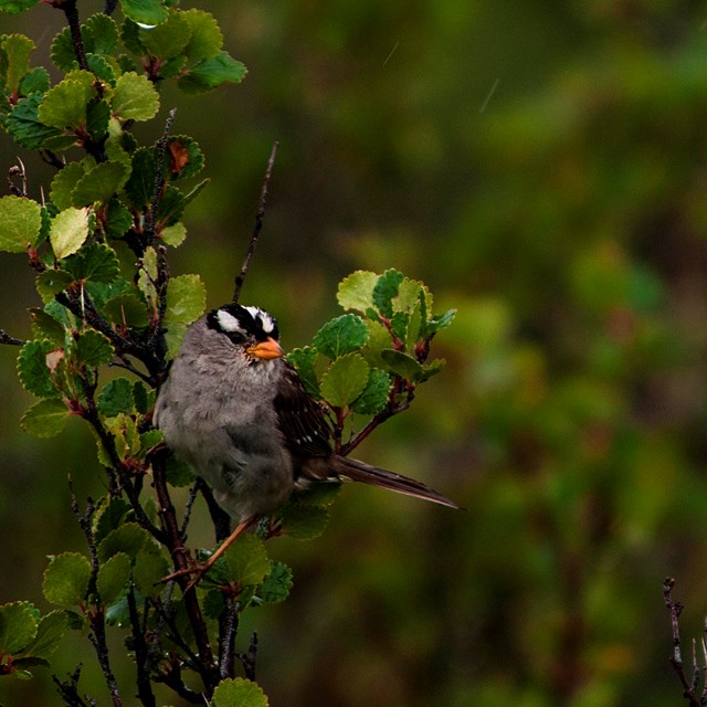 A white-crowned sparrow perches on the small branches of a dwarf birch bush in the rain.