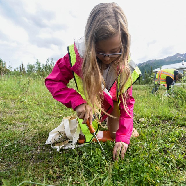 A child wearing a neon safety vest kneels on the ground and digs up a plant.
