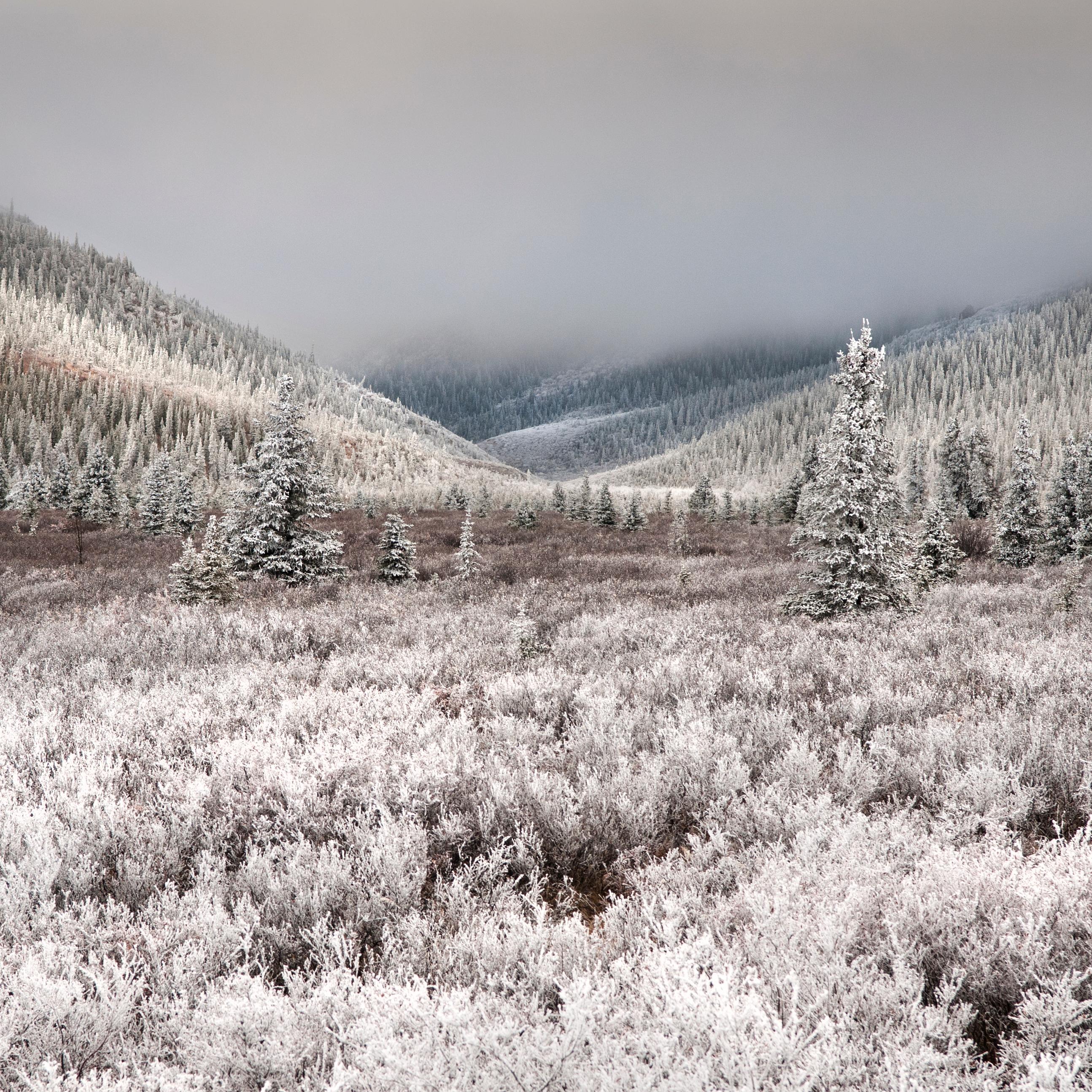 a snow-dusted forest and mountains