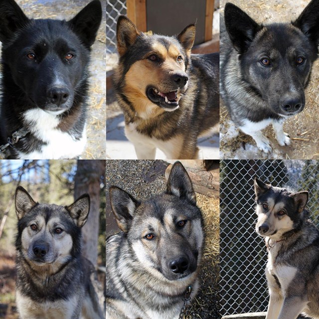 montage of six alaskan huskies