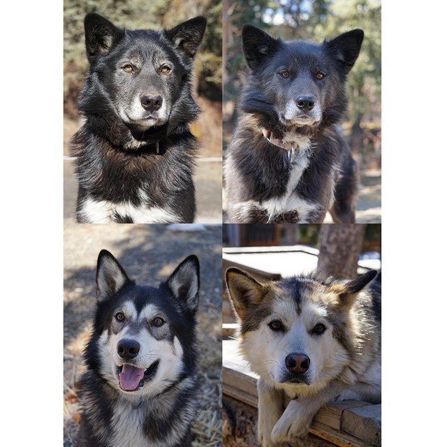 montage of four alaskan huskies, two mostly black, one gray and white, and the fourth tan