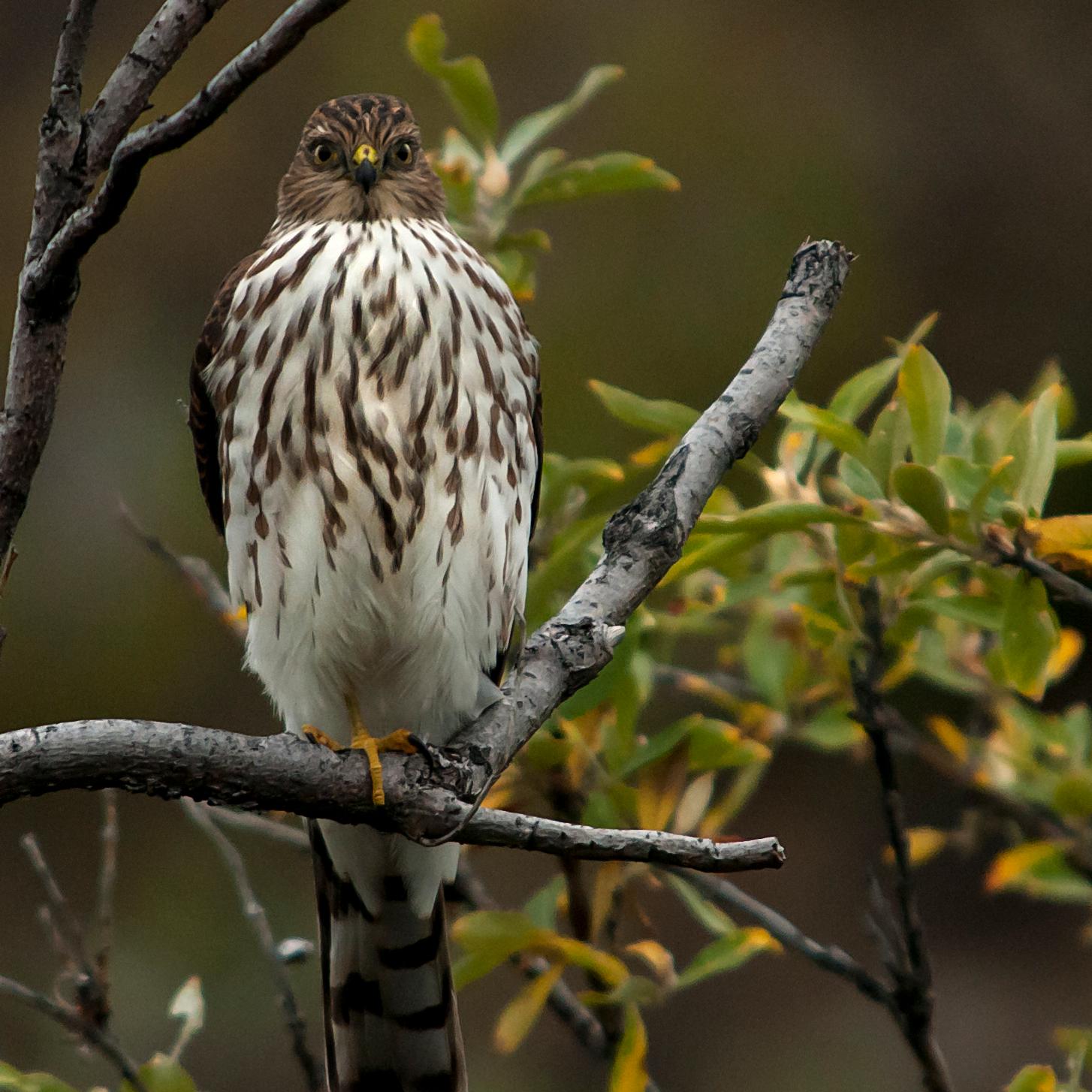 A hawk perches on a tree branch