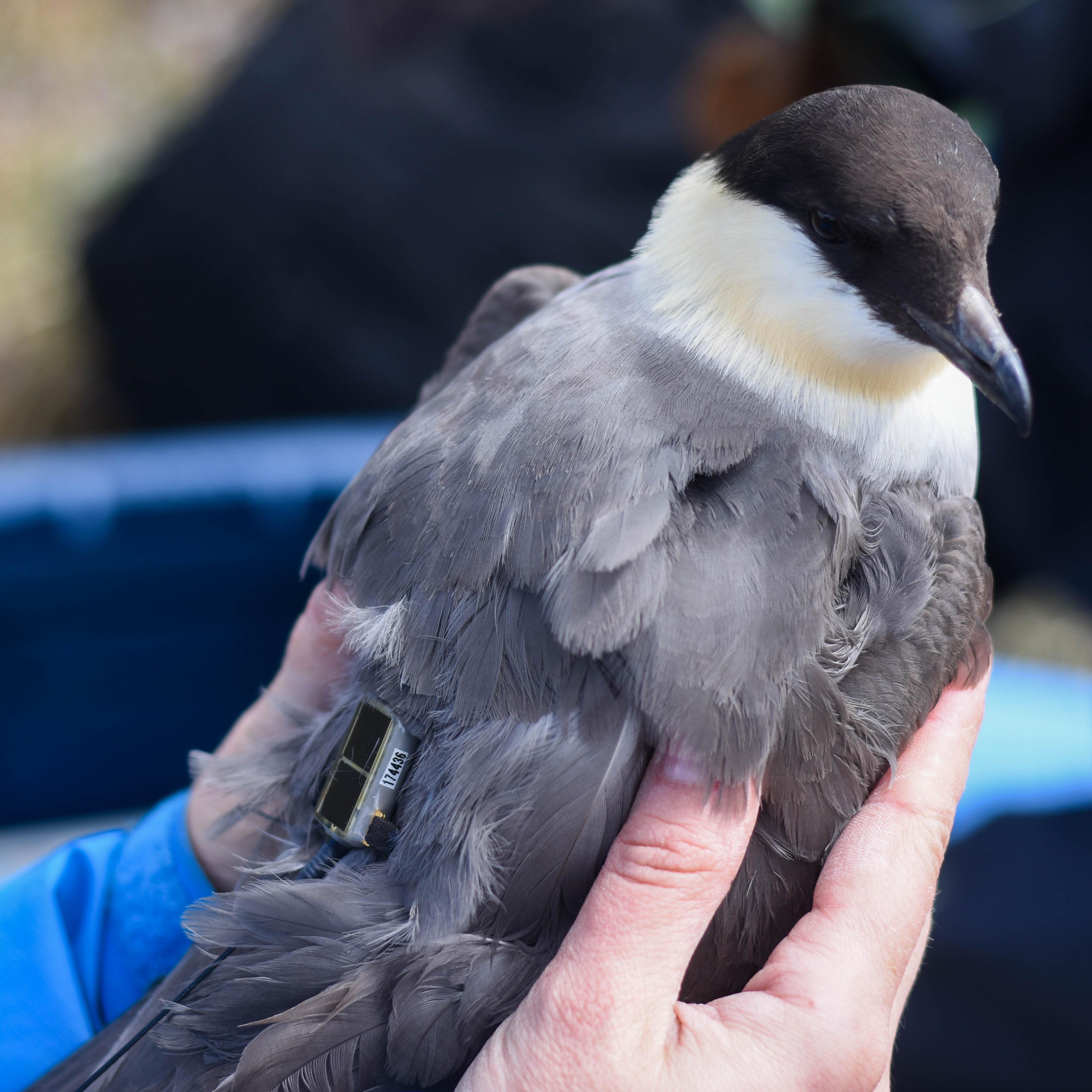 person holding a large bird that has a small electronic pack on its back