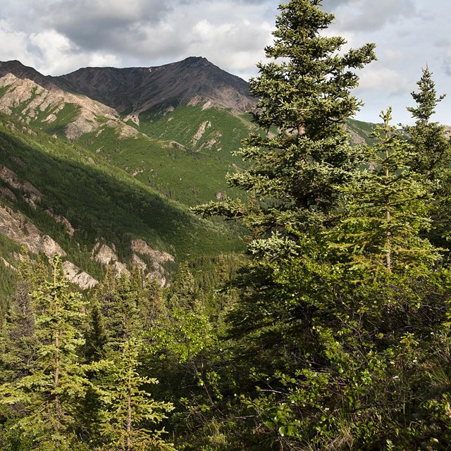 a group of evergreen spruce trees on a mountainside