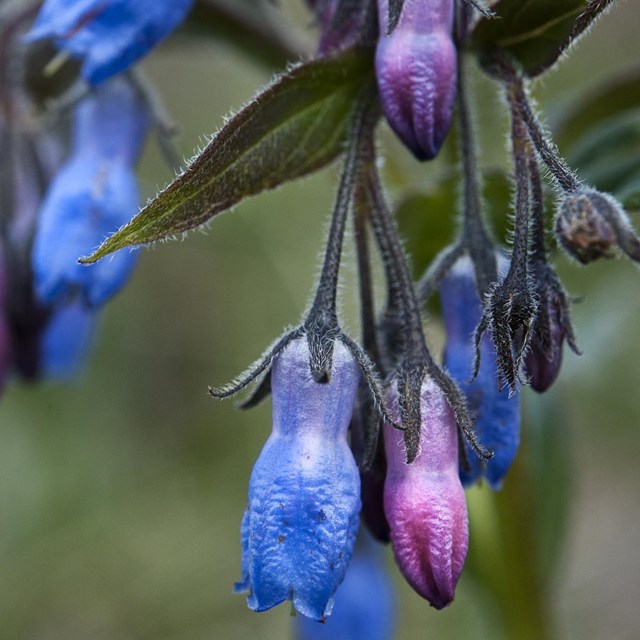 a fly sits on a purple, bell-like flower