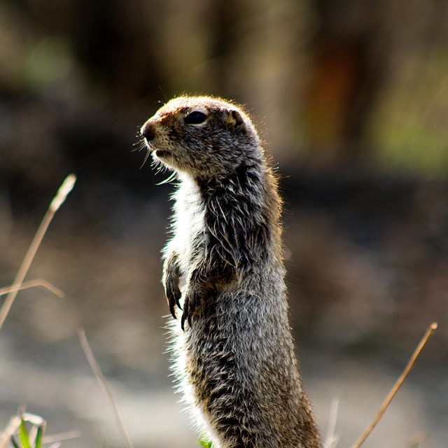 a squirrel standing on its hind legs