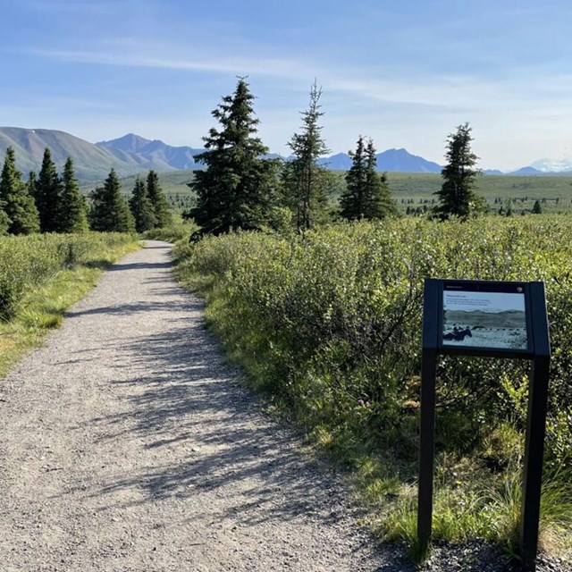 A gravel path leads through brush and scattered spruce trees, toward mountains and a bright blue sky