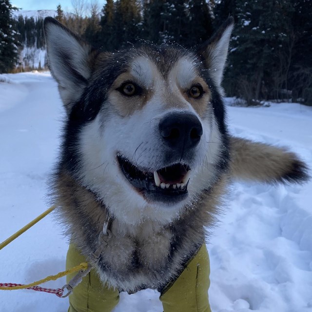 Dog in a shirt stands in team