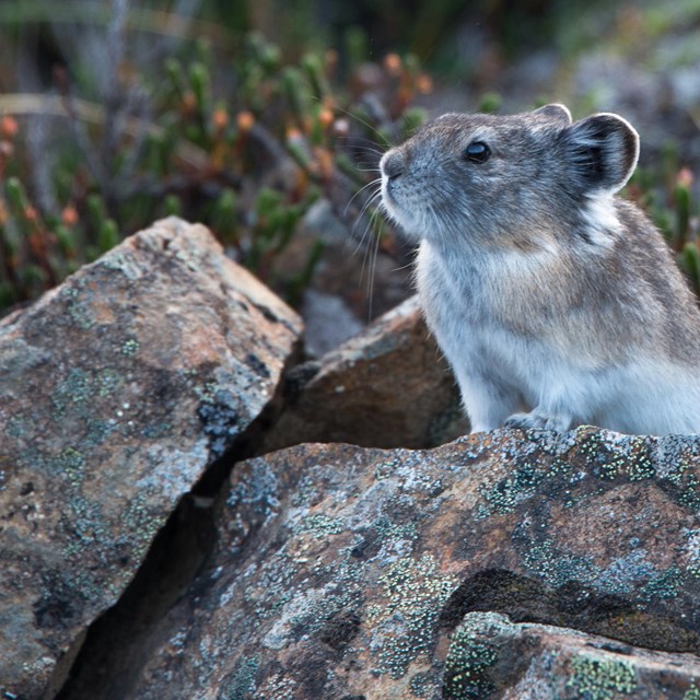 a pika perched on rocks