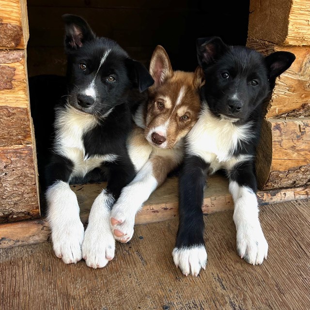 Three puppies look out from a house