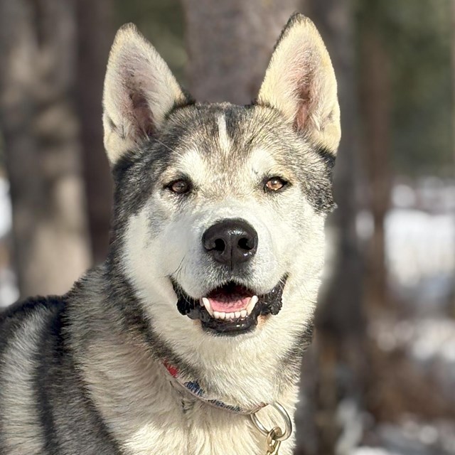grey sled dog looks at camera