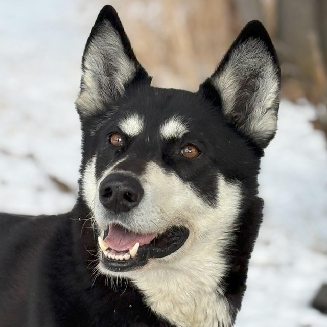 Black and white dog looks at camera