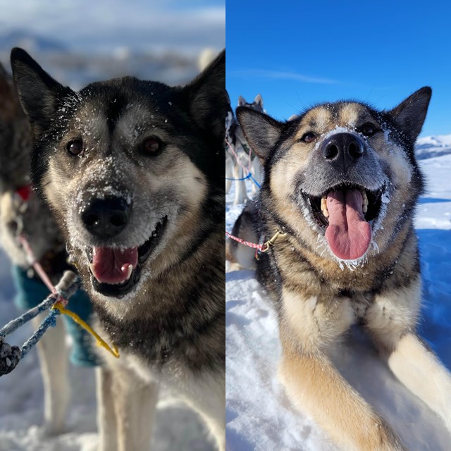 montage of two happy alaskan huskies in the snow