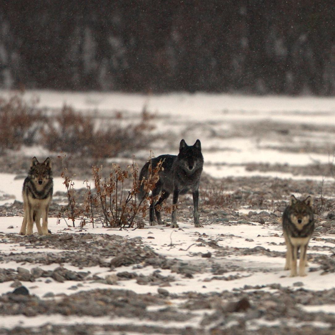 four wolves stand on a snowy river bar