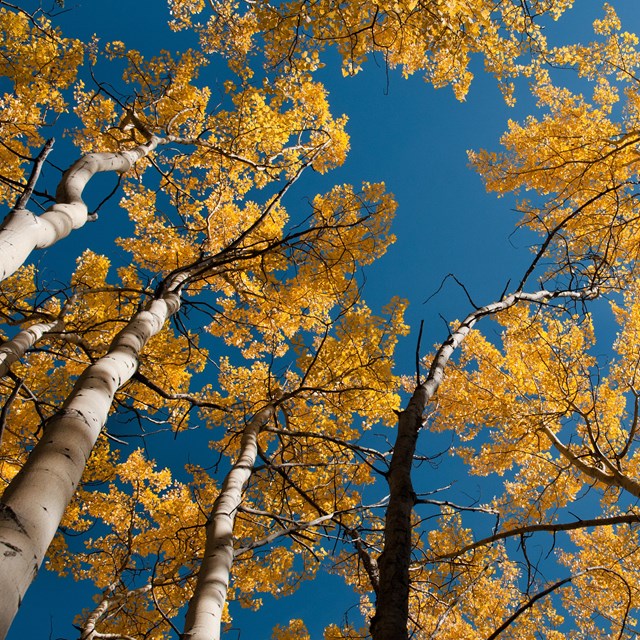 looking up at white barked aspen trees with yellow leaves under a blue sky