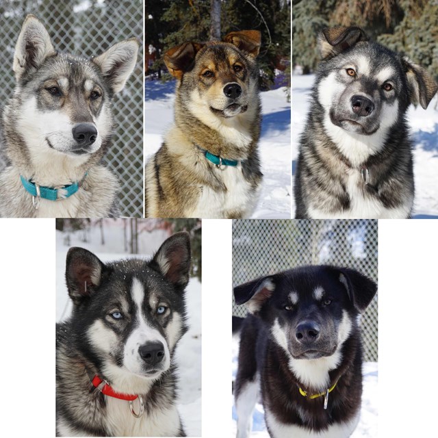 five alaskan huskies in hues ranging from light gray to dark gray, black, and brown
