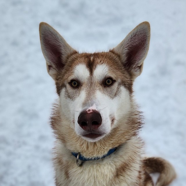 A tan and white husky sits in the snow, looking up at the camera.