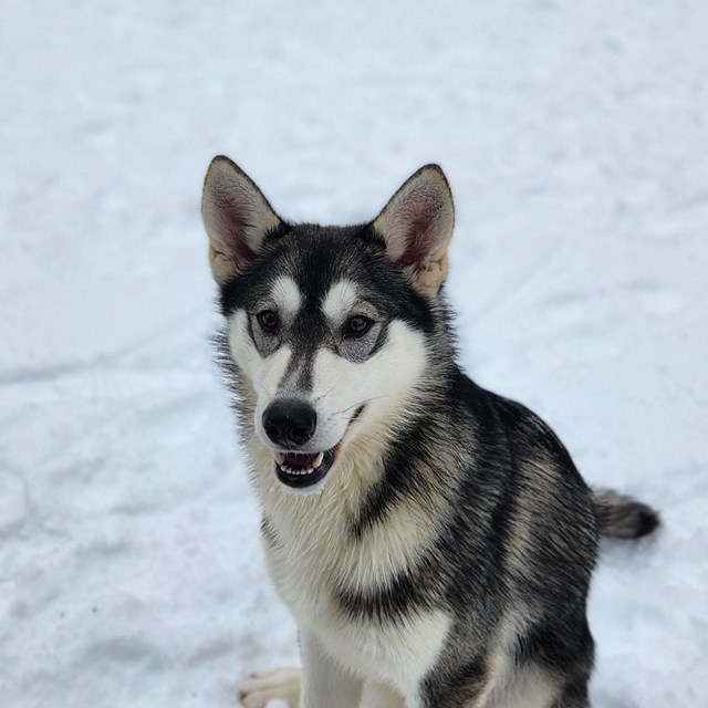A gray and white husky sits in the snow.