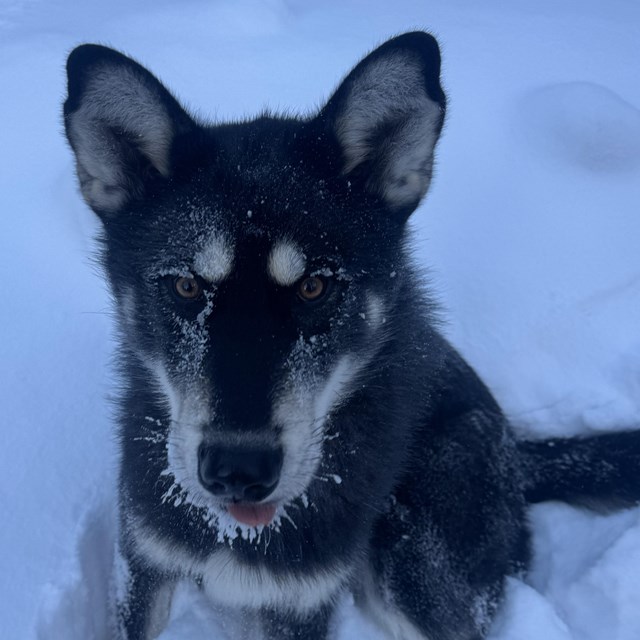 A black and white husky sits in the snow.