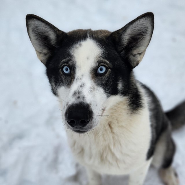 A black and white husky with bright blue eyes sits in the snow.