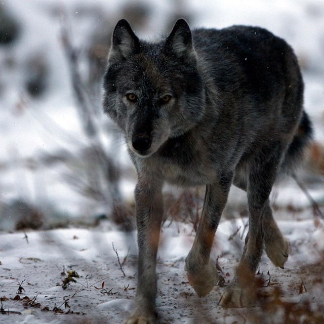 a black wolf walks through snow