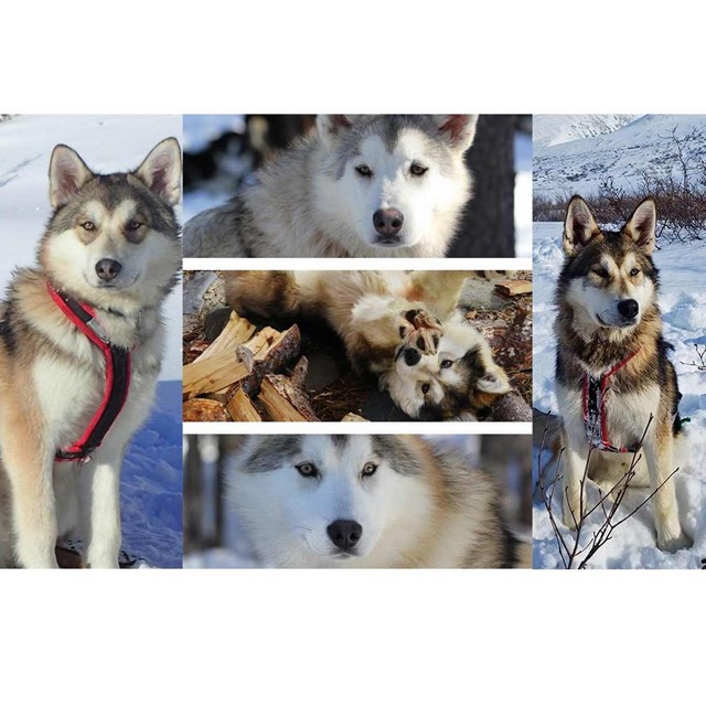 five alaskan huskies