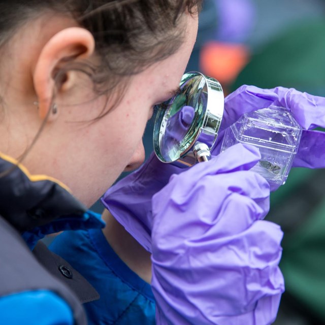 A student uses a magnifying glass to examine an insect