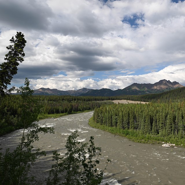 A viewpoint above a large river lined by spruce forest on both sides.