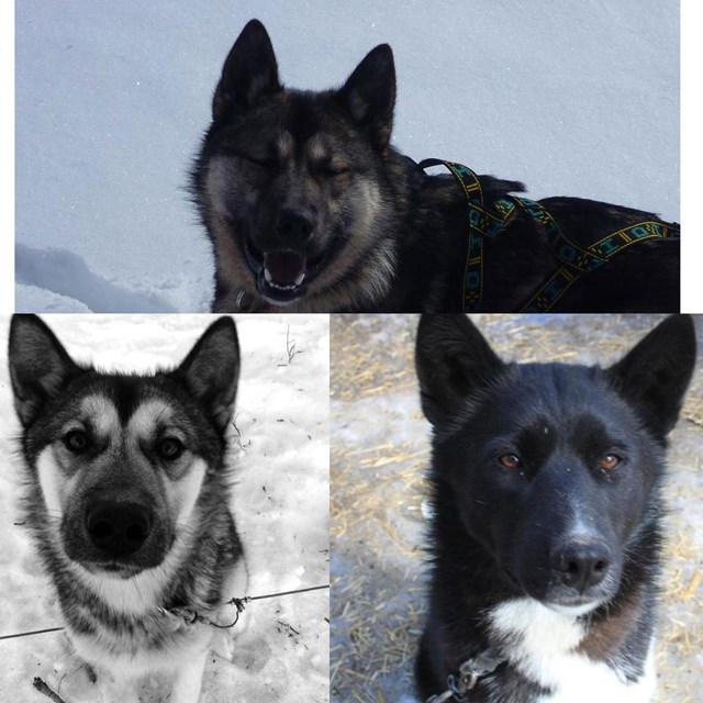 montage of three alaskan huskies
