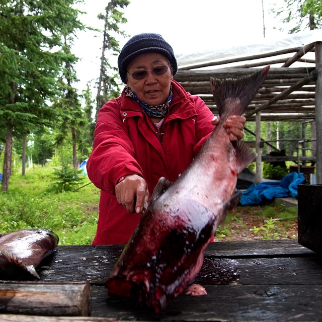 An Alaska Native woman filleting a salmon