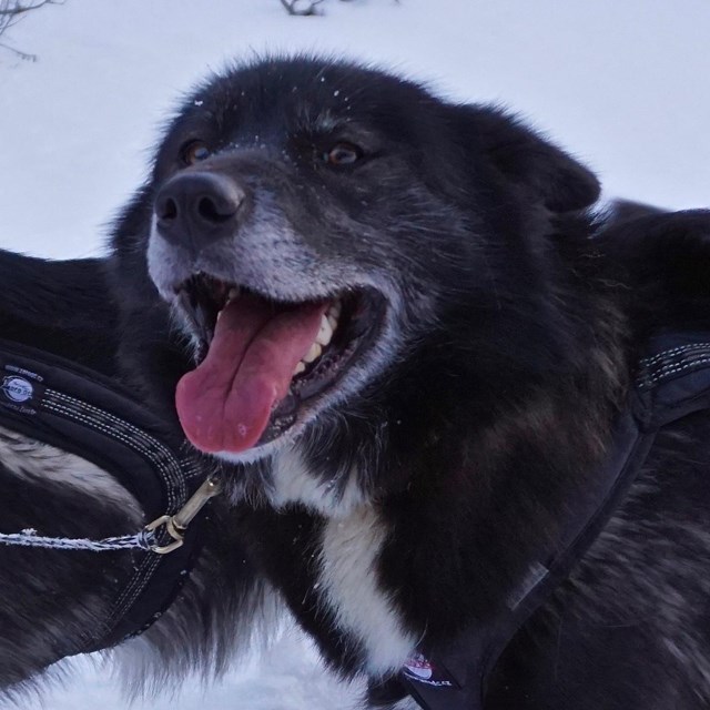 Sled dog stands in harness