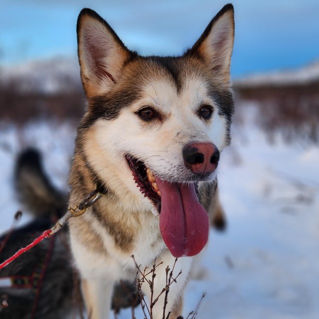 Portrait of a dog in the snow