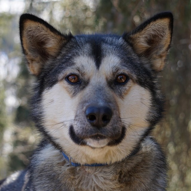 Portrait of a dog looking at the camera