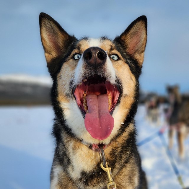 Suns out tongues out