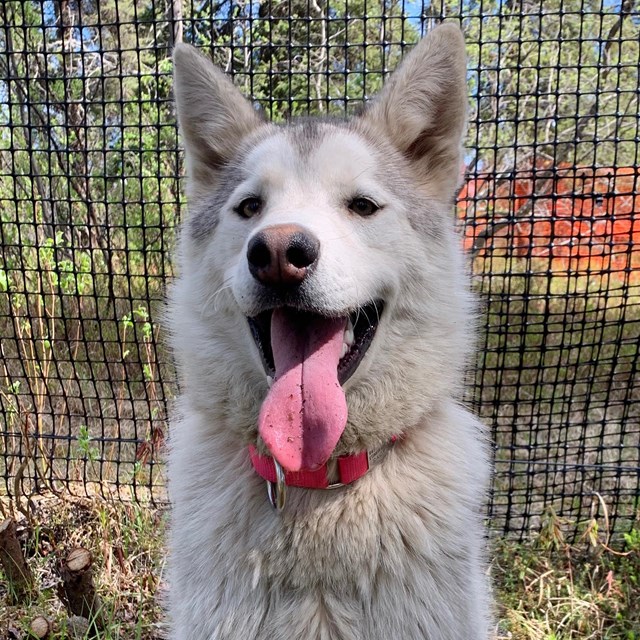 Dog sits with her tongue out.