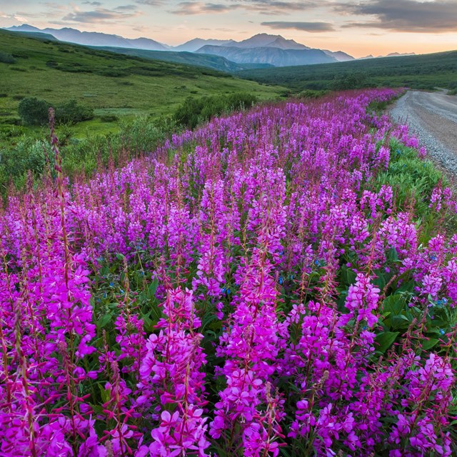 numerous pink flowers at the foot of a shrubby hillside overlooking a gravelly river bar