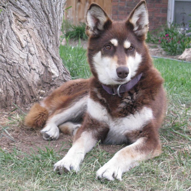 a mostly brown sled dog with white facial and chest markings laying next to a tree