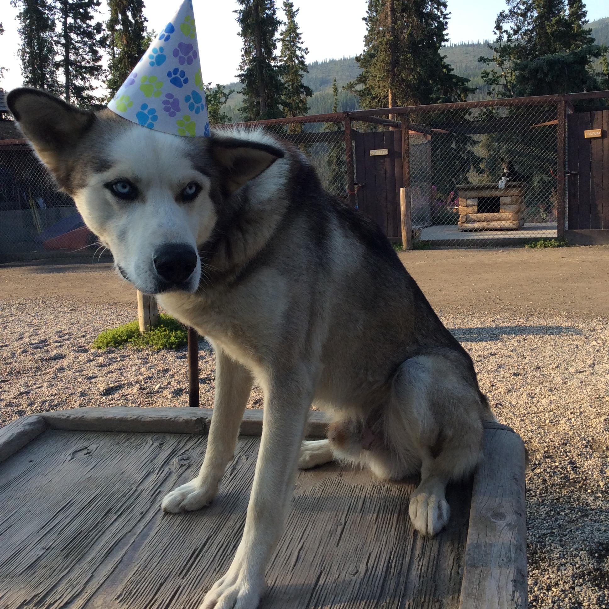 retired sled dogs adoption