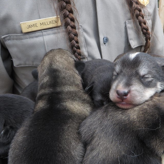 numerous dark grey sled dog puppies in a ranger hat, being held by a ranger