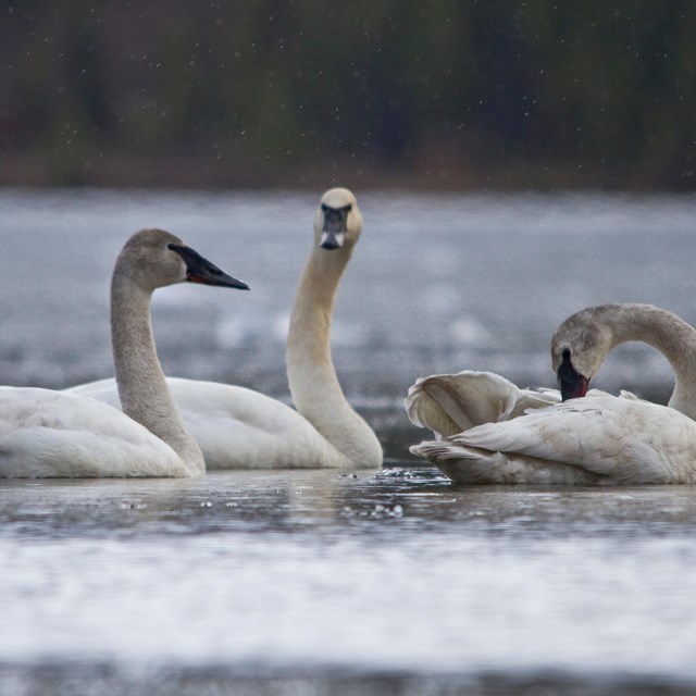 Three large white birds swim on a lake